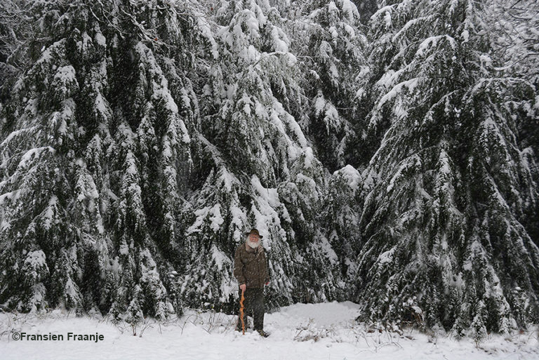 Staande bij de enorme besneeuwde woudreuzen voel ik mij een echte trapper – Foto: ©Fransien Fraanje