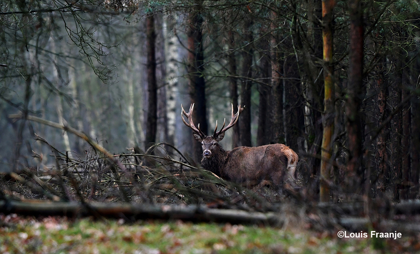 Ergens op een verlaten bospad komt een hert uit het bos tevoorschijn - Foto: ©Louis Fraanje