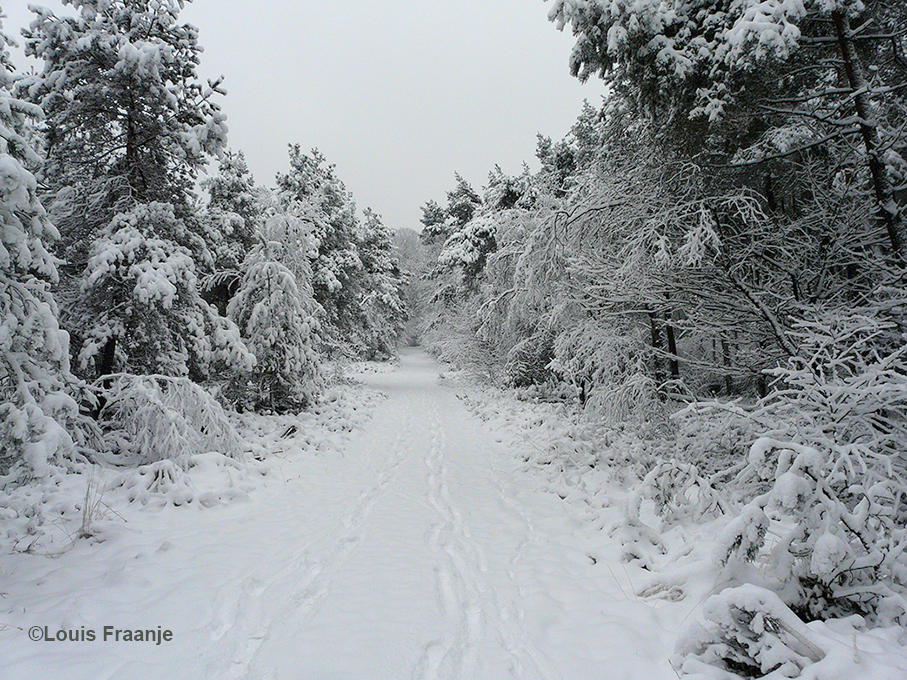 Het Veluwse bos is inmiddels verandert in een witte wereld, en het lijkt wel een sprookje - Foto: ©Louis Fraanje