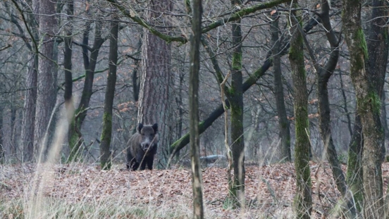 Wild zwijn op de Hoge Veluwe - Foto: ©Laurens Tijink