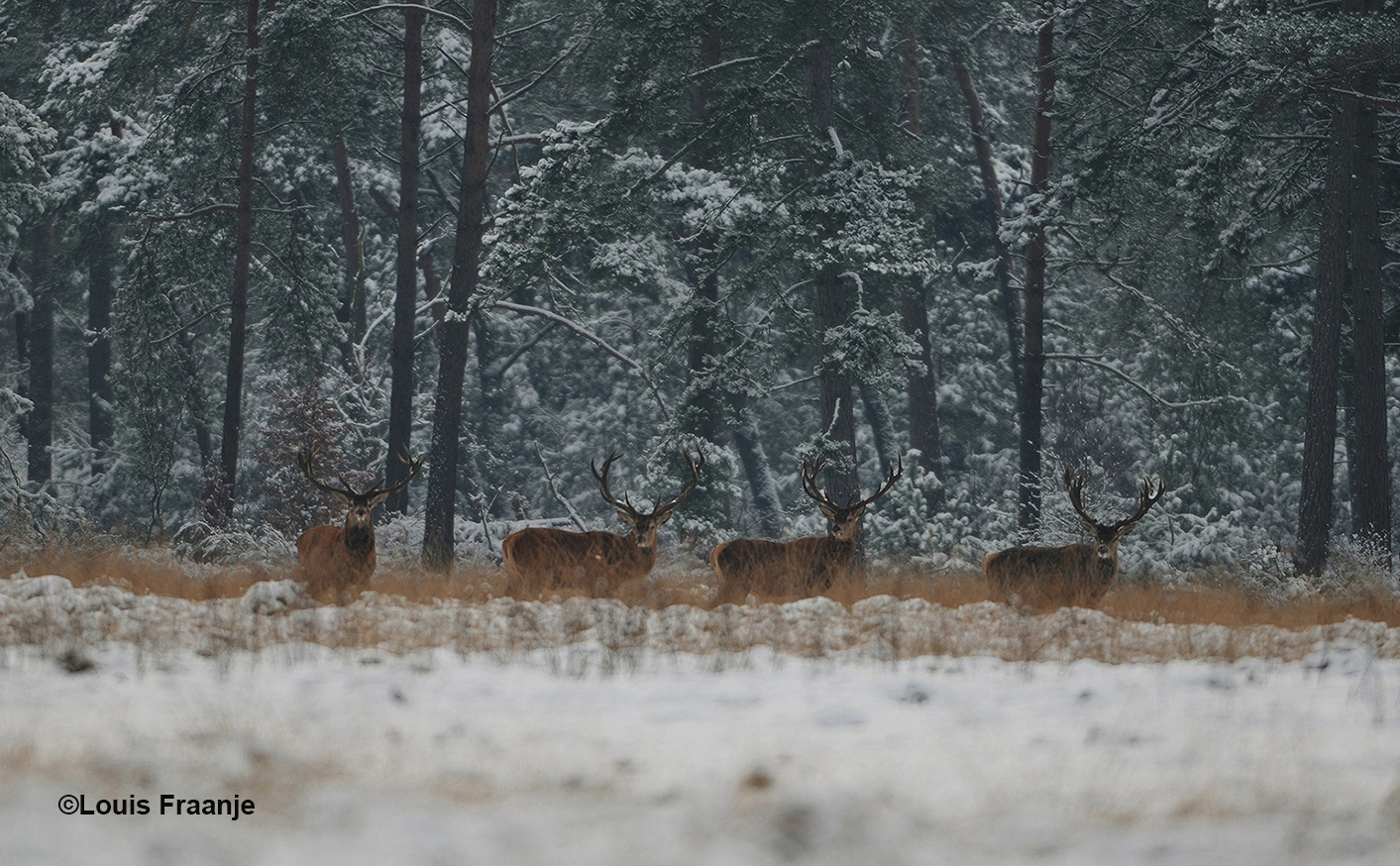 En dan onverwachts in de verte aan de bosrand vier grote edelherten te zien staan - Foto: ©Louis Fraanje