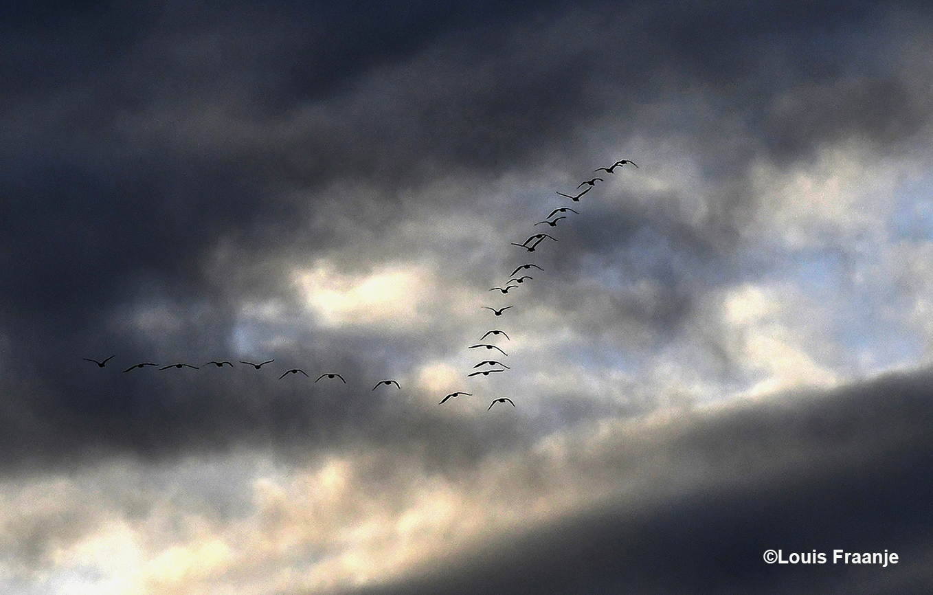 Vanmorgen kwam er een koppel ganzen hoog overvliegen in V-vorm richting het zuiden - Foto: ©Louis Fraanje
