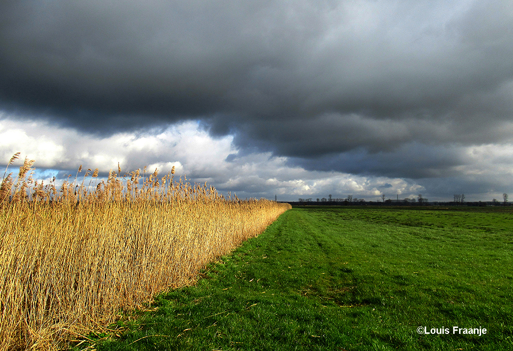 Mooi lijnenspel langs de rietkraag naar de horizon, met daarboven dreigende, donkere wolken - Foto: ©Louis Fraanje