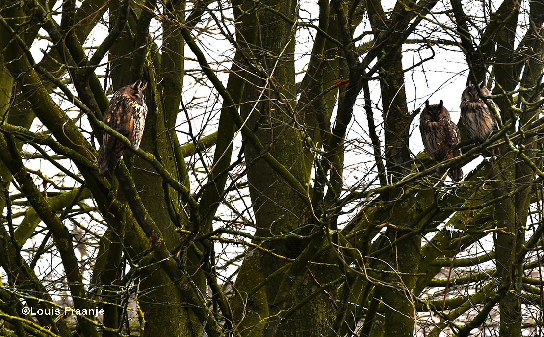 De prachtige ransuilen op hun roestplek in de boom - Foto: ©Louis Fraanje