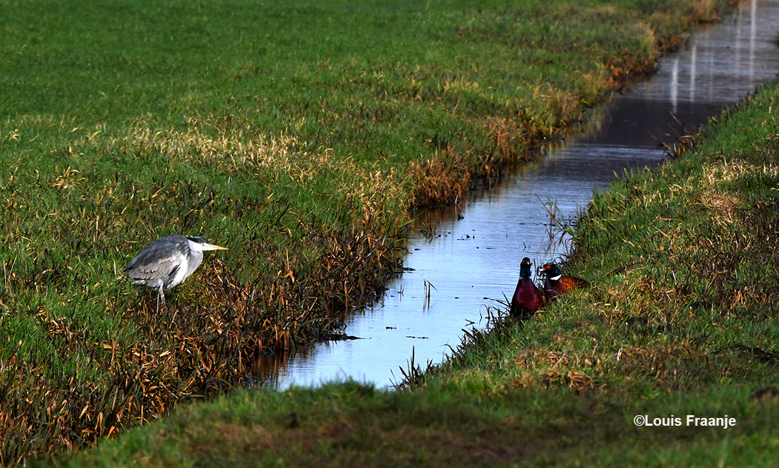 Blauwe reiger aan de ene kant van de sloot en een tweetal fazanten aan de andere - Foto: ©Louis Fraanje