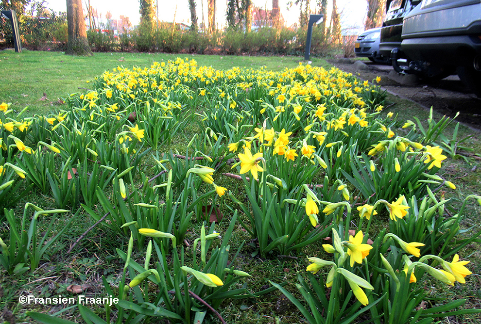 Al meteen bij de parkeerplaats worden we verwelkomd door prachtig bloeiende narcissen - Foto: ©Fransien Fraanje