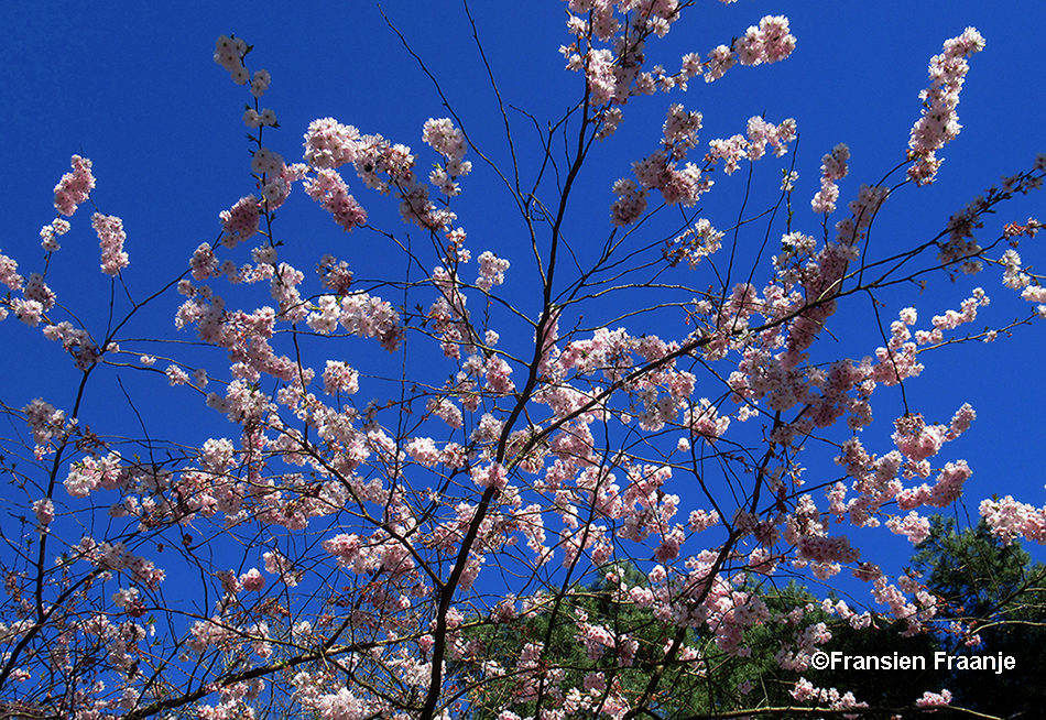 Een mooi begin met bloeiende bloemen tegen een strakblauwe hemel - Foto: ©Fransien Fraanje