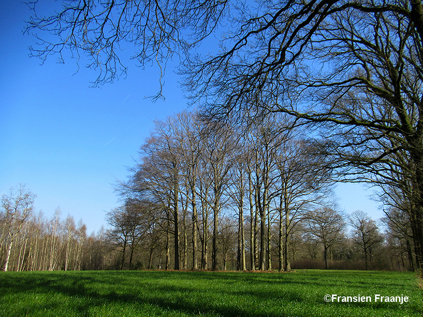 In het weiland liggen drie grote cirkels met beukenbomen - Foto: ©Fransien Fraanje