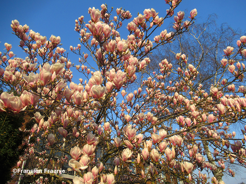 De bloeiende magnolia gaf ons een echt lentegevoel - Foto: ©Fransien Fraanje