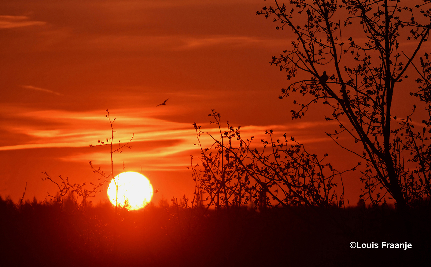 Bij zonsopkomst zat er rechts weer een duif op een tak in de boom te koekeloeren- Foto: ©Louis Fraanje