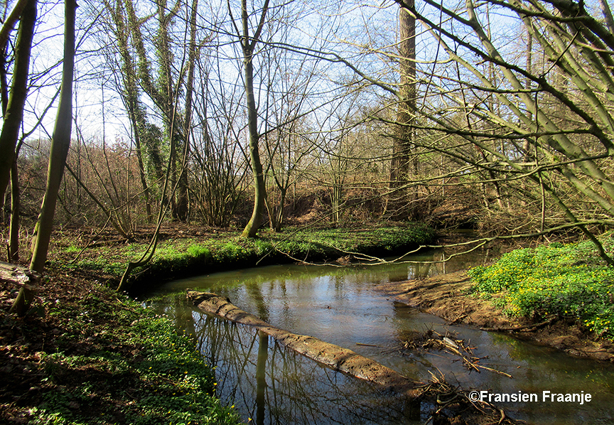  En ook hier weer op veel plaatsen de bosanemonen en het speenkruid - Foto: ©Fransien Fraanje