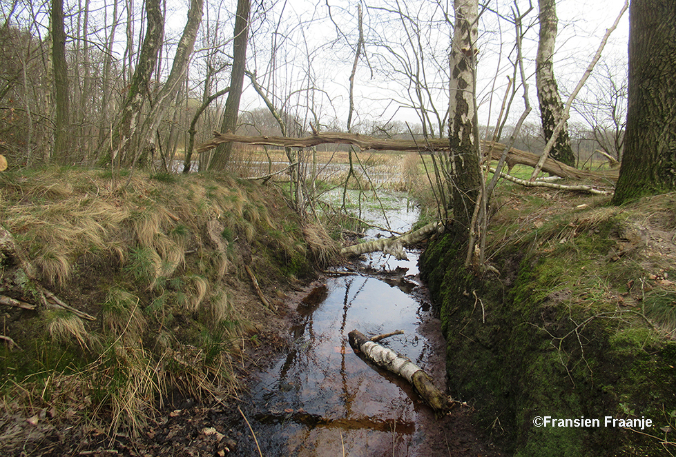 Water blijft belangrijk voor de natuur - Foto: ©Fransien Fraanje