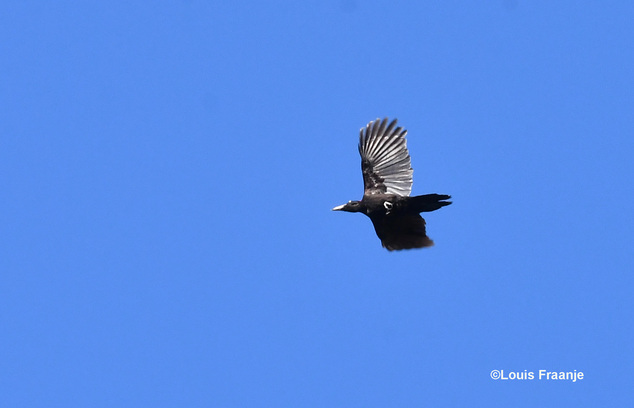 Dan ineens... klinkt hoog in de blauwe lucht boven ons, het kluu... kluu.. kluu... van de zwarte specht - Foto: ©Louis Fraanje