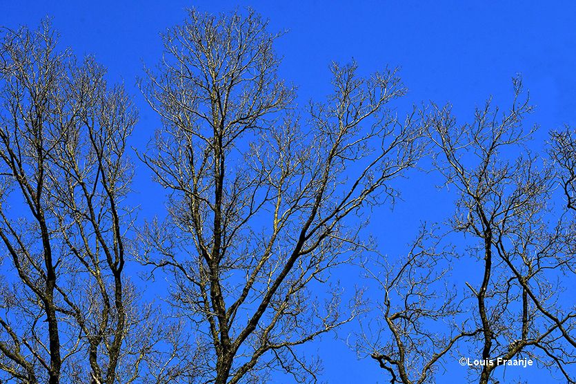 Dwars door de kale bomen heen een strak blauwe lucht, geweldig om te zien - Foto: ©Louis Fraanje