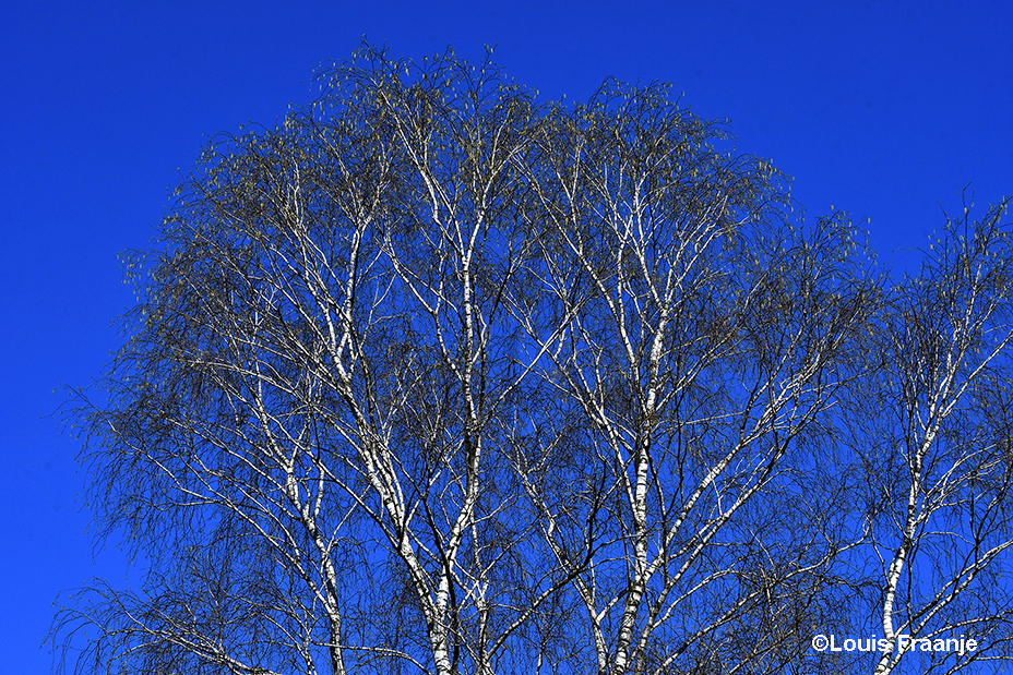 Een groepje witte berken stak haarscherp af tegen die strakblauwe voorjaarslucht - Foto: ©Louis Fraanje
