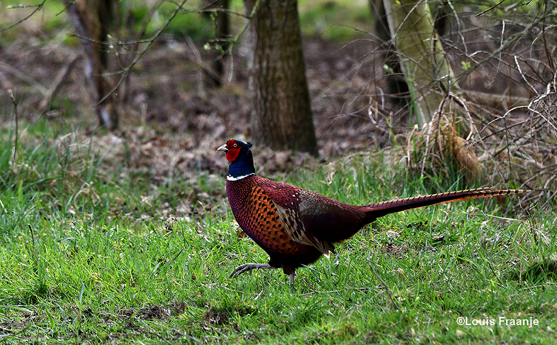 De kleurrijke fazantenhaan blijft een machtige verschijning buiten in het veld – Foto: ©Louis Fraanje