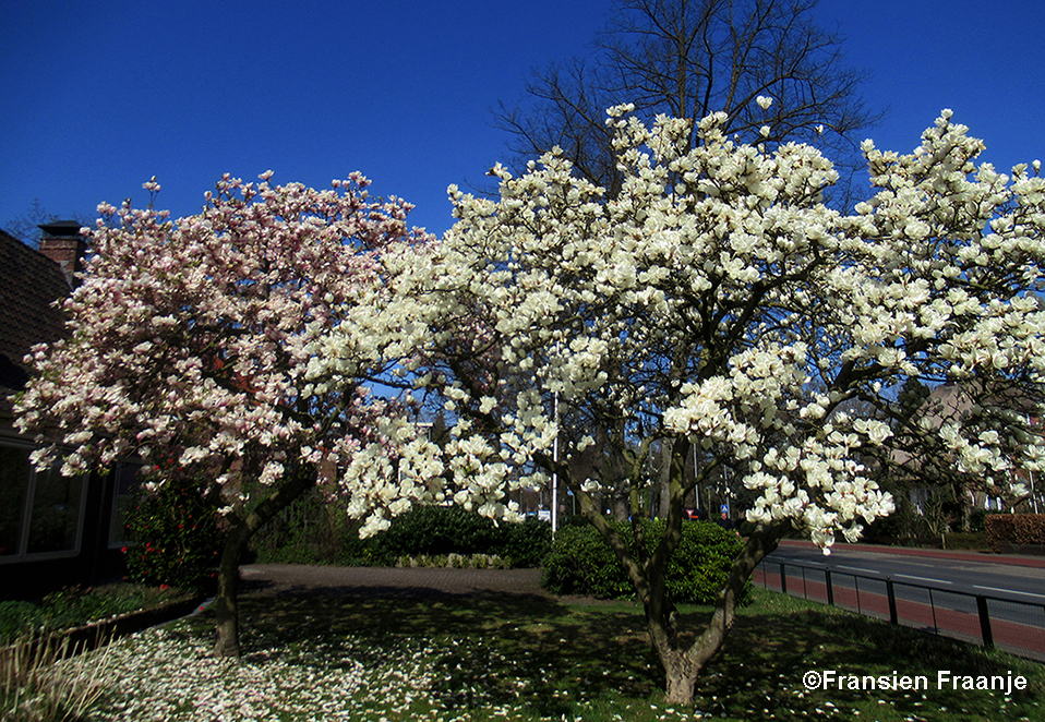 Bloeiende magnolia zomaar ergens in een voortuin van Bennekom - Foto: ©Fransien Fraanje