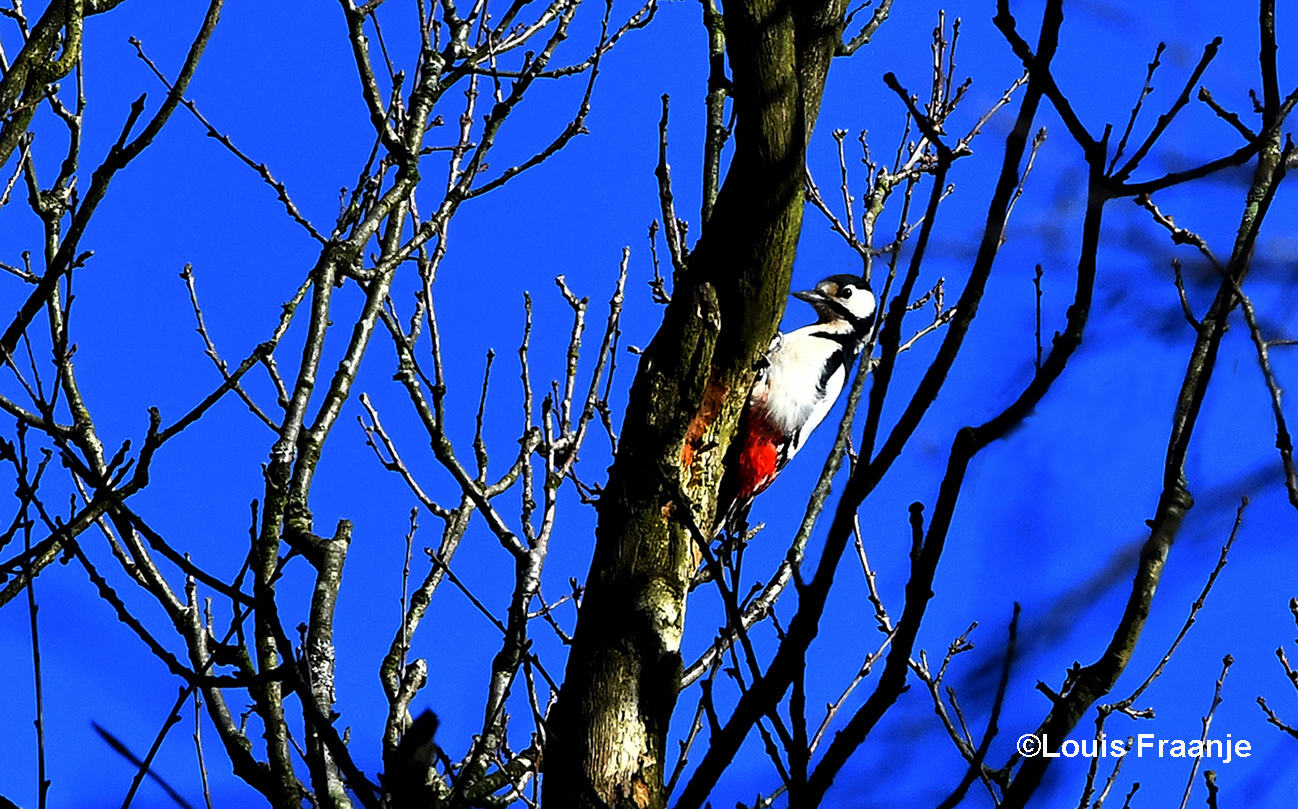 Nou... daar ergens hoog in de boomtop zit een grote bonte specht te hakken. Een prachtig gezicht om deze vogel daar bezig te zien, met op de achtergrond een strak blauwe lucht - Foto: ©Louis Fraanje