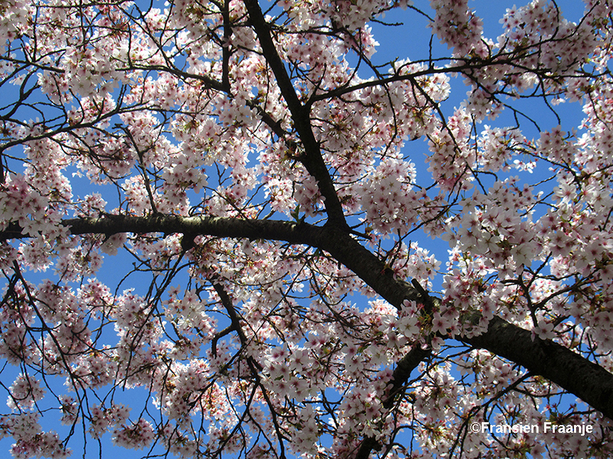 Donkere takken, bloeiende bloemen en blauwe luchten - Foto: ©Fransien Fraanje