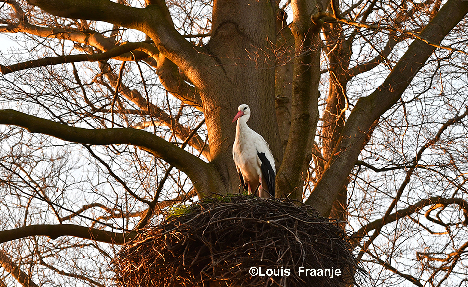 Vooral in het late zonlicht van avond, helaas kroop de ander laag in het nest en werd dus onzichtbaar... - Foto: ©Louis Fraanje