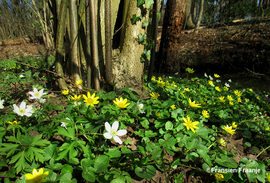 Echte voorjaarsbloemen, die als een prachtig tapijt tussen de stammen groeien - Foto: ©Fransien Fraanje