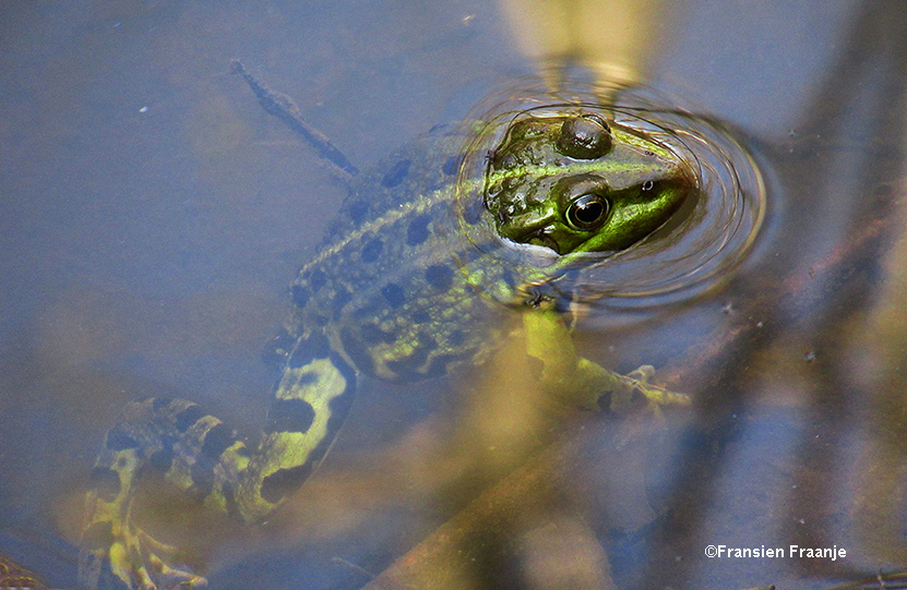 Plomp... daar duikt een groene kikker in het water, om even later weer boven te komen - Foto: ©Fransien Fraanje