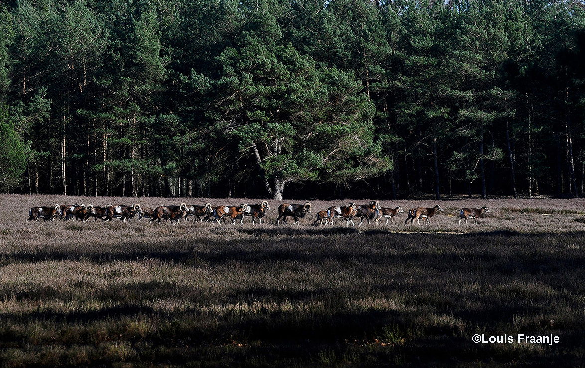 Plotseling trok een hele kudde moeflons, dwars door de heide aan ons voorbij - Foto: ©Louis Fraanje