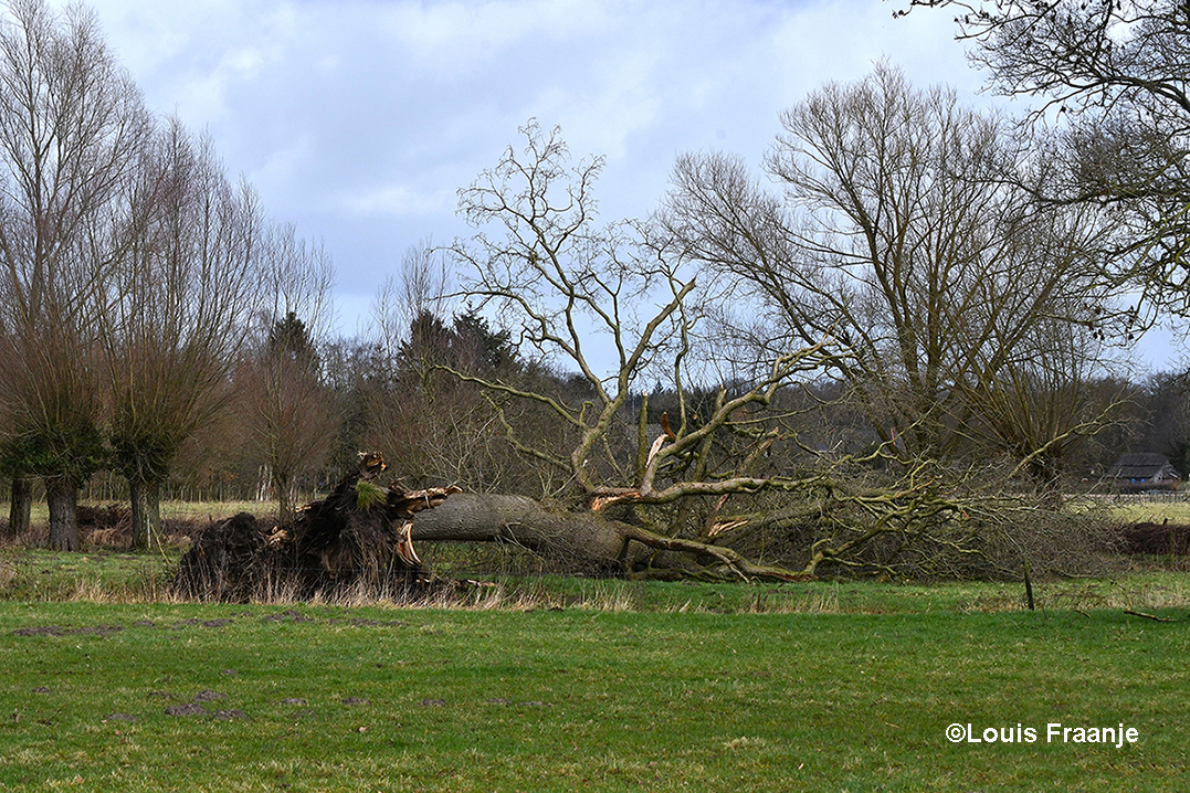 De enorme eikenboom is omgevallen, een reus is geveld - Foto: ©Louis Fraanje