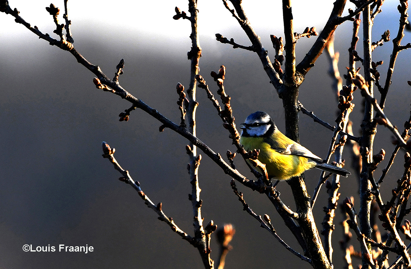Pimpelmees, het prachtige vogeltje in zijn gele jasje en z'n blauwe petje op - Foto: ©Louis Fraanje