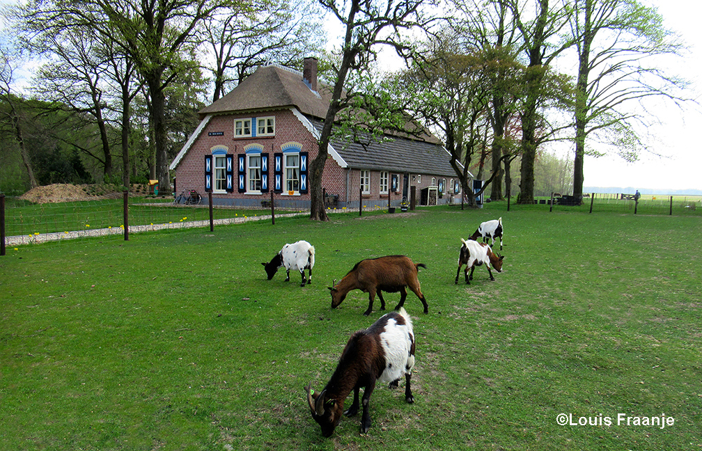 Boerderij "De Beek Hoeve" in Uddel, met de geiten in de wei, dit is toch geweldig om te zien! - Foto: ©Louis Fraanje
