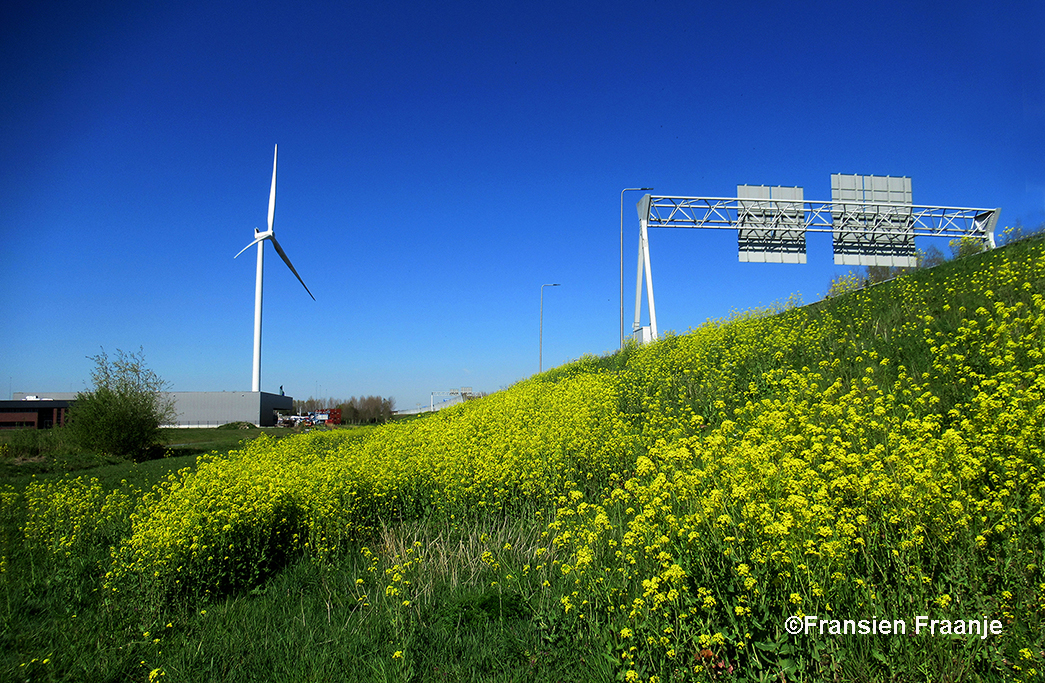 Tegen het talud van de A-30 bloeide welig het gele koolzaad - Foto: ©Fransien Fraanje