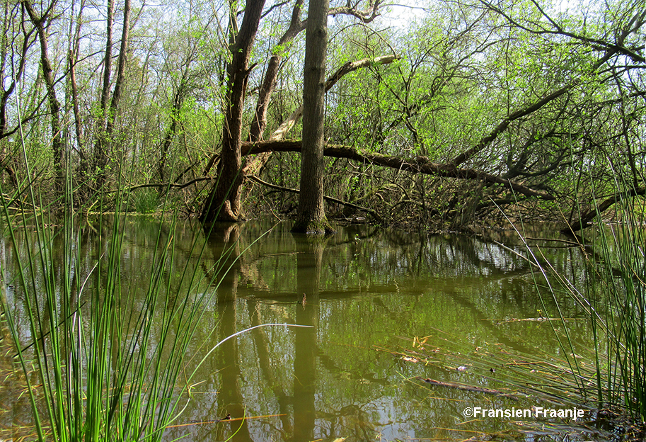 Overal rondom 't Grijze Veen staan bomen en struiken met hun voeten in het water - Foto: ©Fransien Fraanje