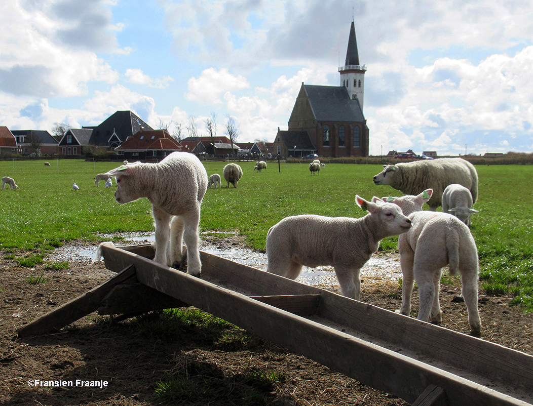 Genieten van de lammetjes, in de schapenweide bij het kerkje in Den Hoorn - Foto: ©Fransien Fraanje