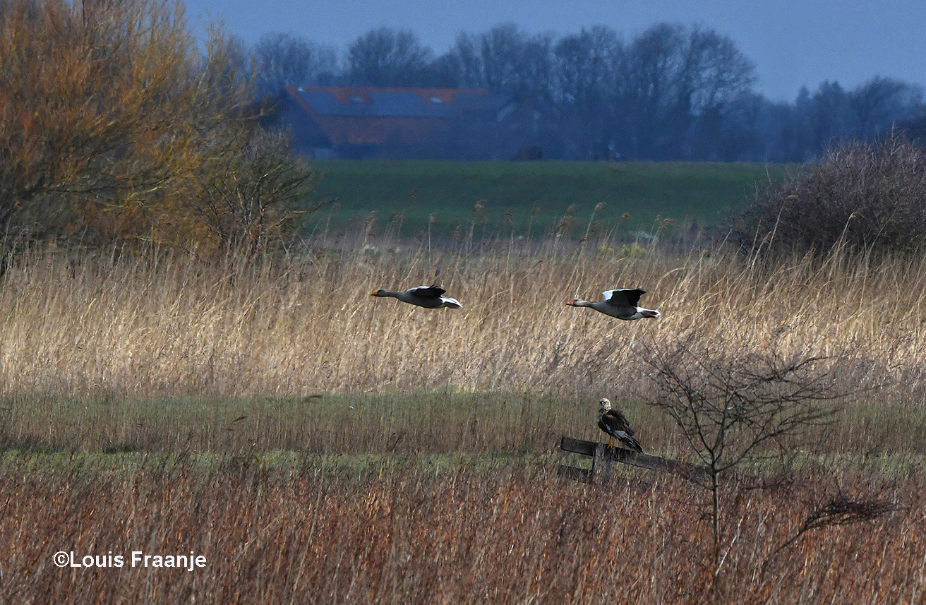 De bruine kiekendief op het landhek en de overvliegende ganzen - Foto: ©Louis Fraanje