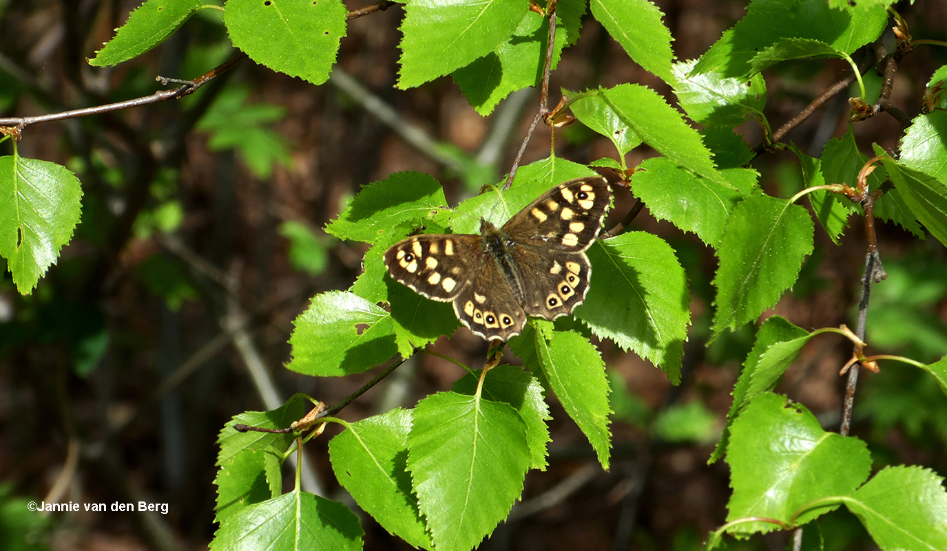 Een vlinder op het blad, het is een Bont Zandoogje - Foto: ©Jannie van den Berg