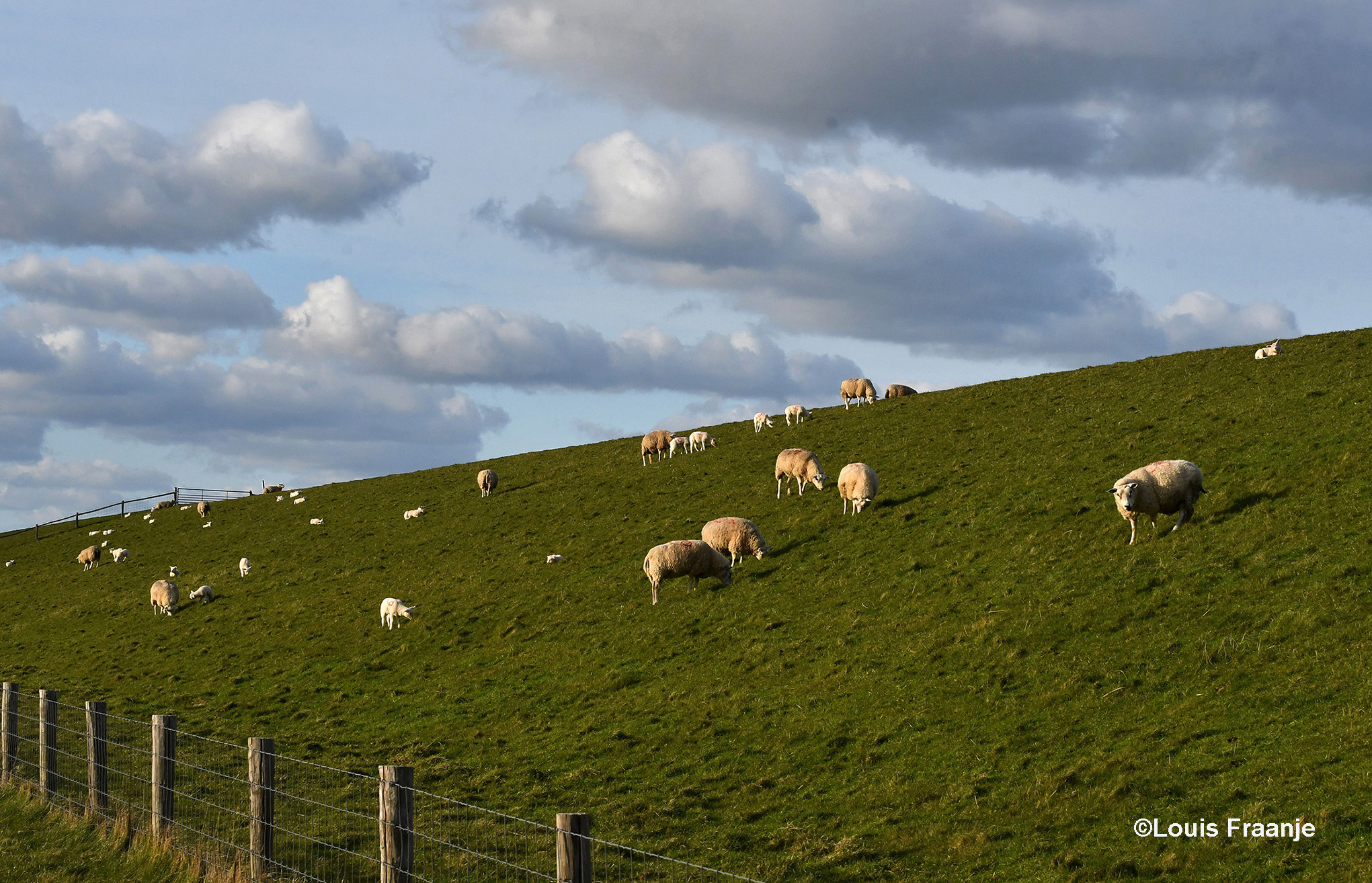 Een kraamkamer vol met schapen en lammetjes vredig grazend op de dijk bij De Cocksdorp - Foto: ©Louis Fraanje