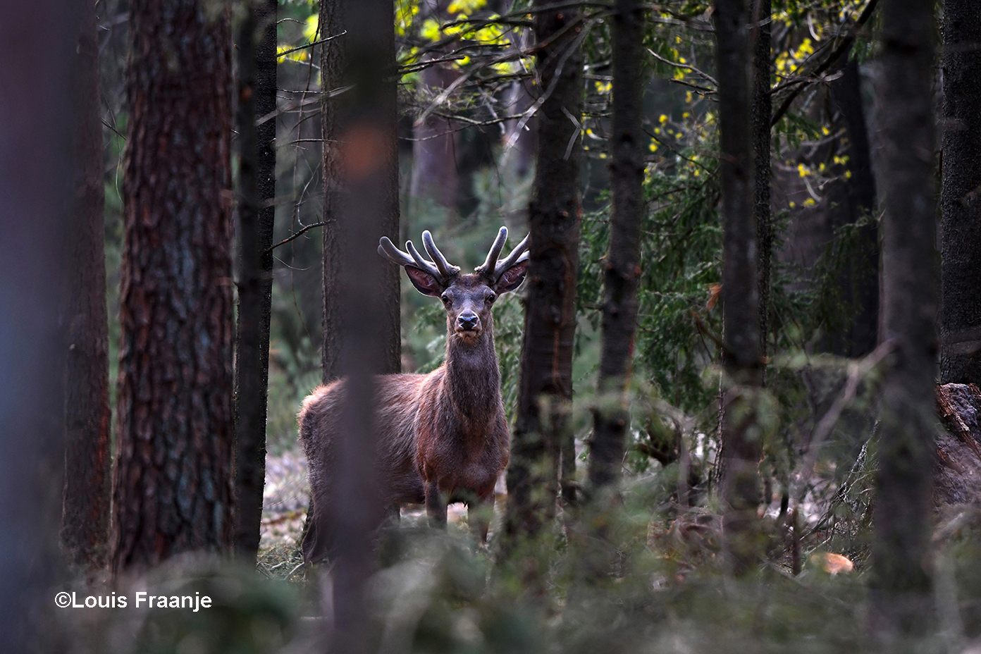 Van tussen de bomen bleef het hert een tijdje in onze richting staren – Foto: ©Louis Fraanje