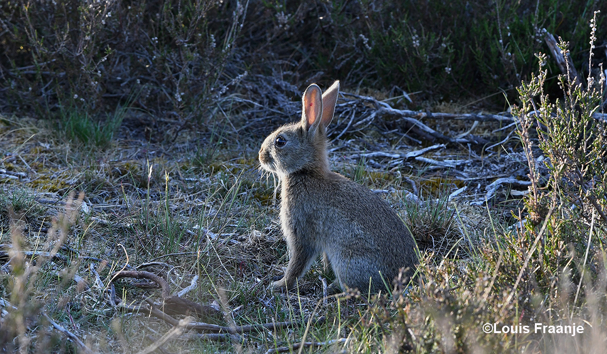 Geheel onverwachts kwam het konijntje achter een heidepol vandaan - Foto: ©Louis Fraanje