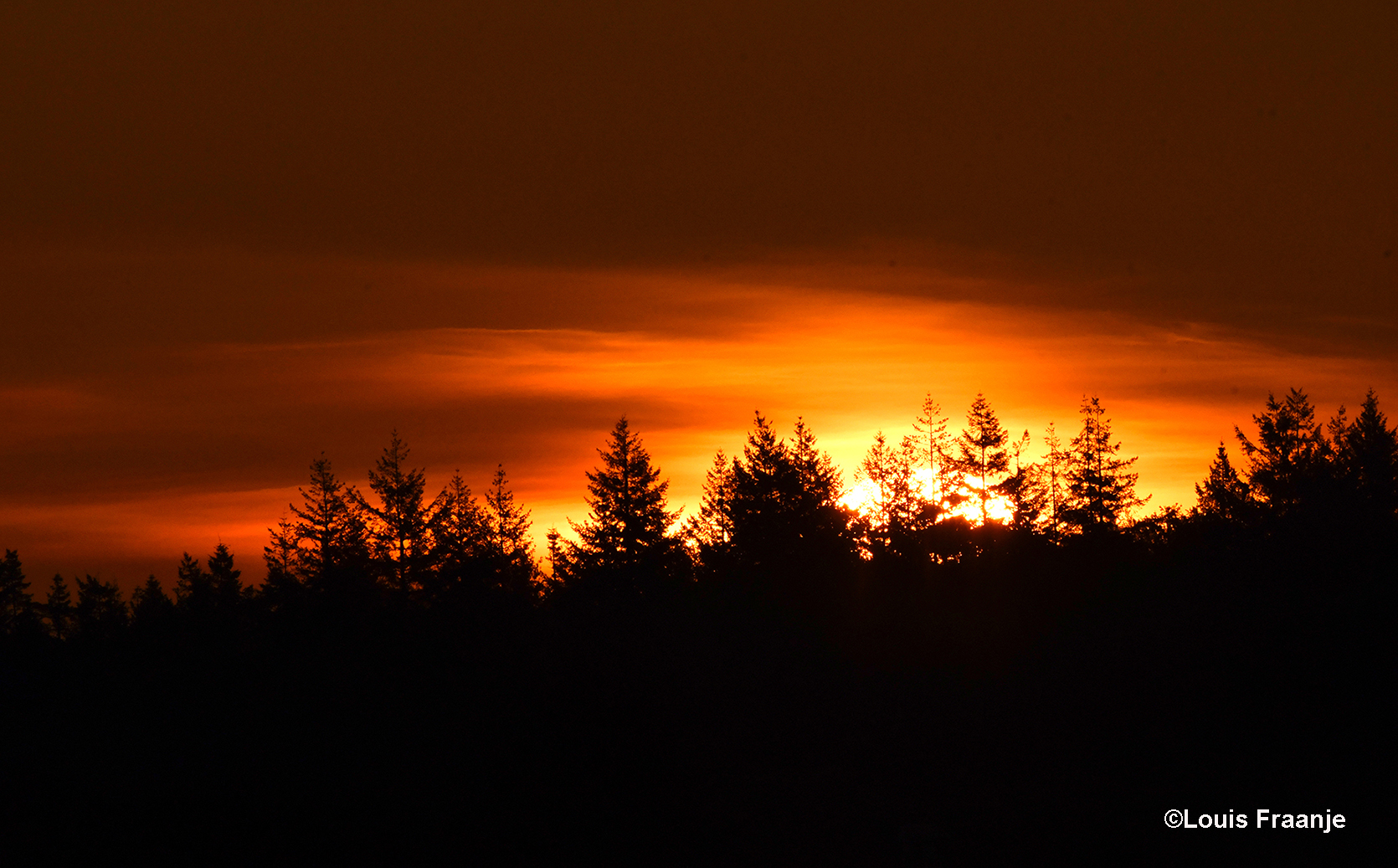 Gouden moment, als de boomtoppen aan de horizon - als het ware - in vuur en vlam worden gezet - Foto: ©Louis Fraanje