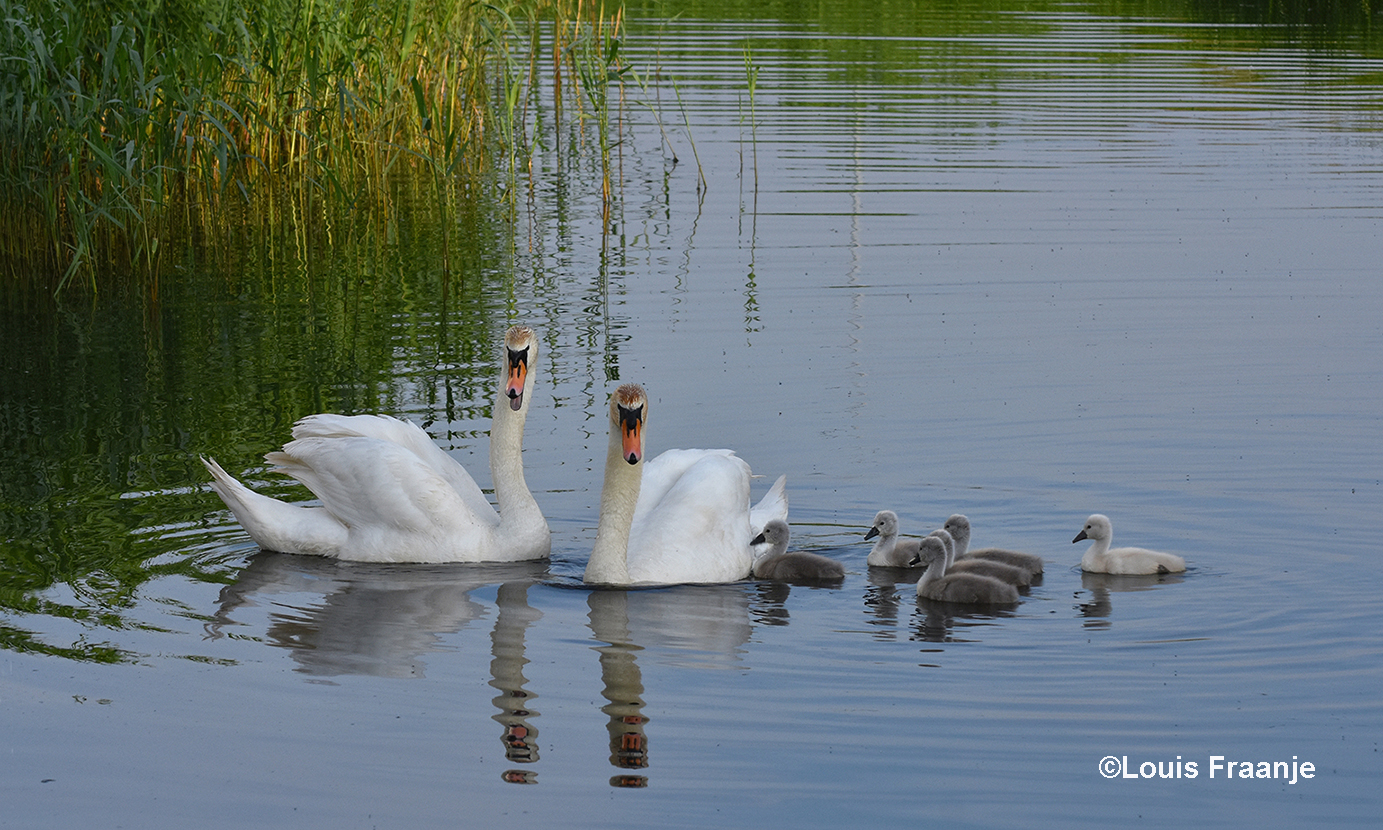 Pa en ma knobbelzwaan met hun zes kleintjes op het water - Foto: ©Louis Fraanje