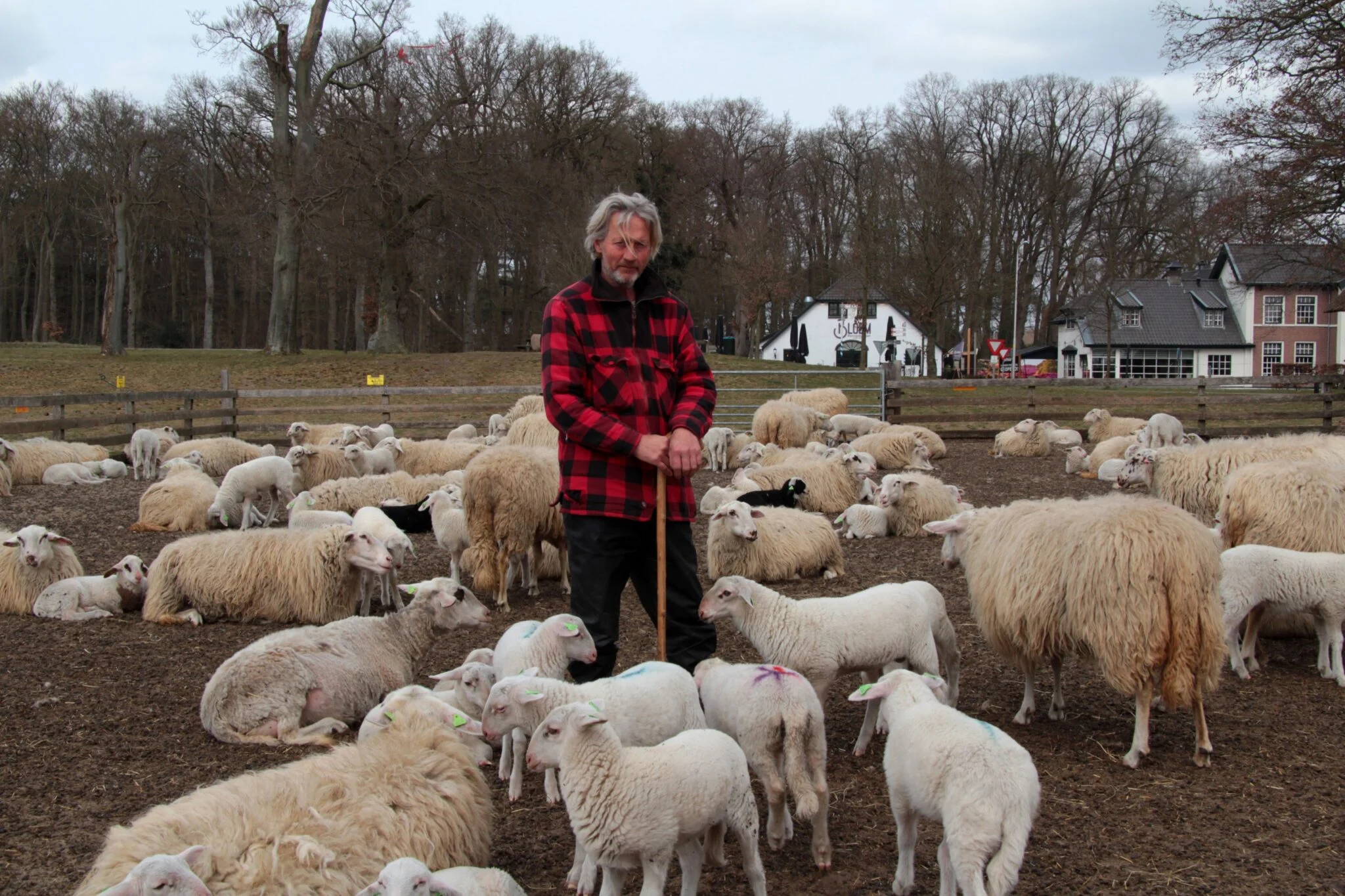 Schaapherder Henk van den Brandhof tussen de schapen. Foto: ©Eline van Noppen