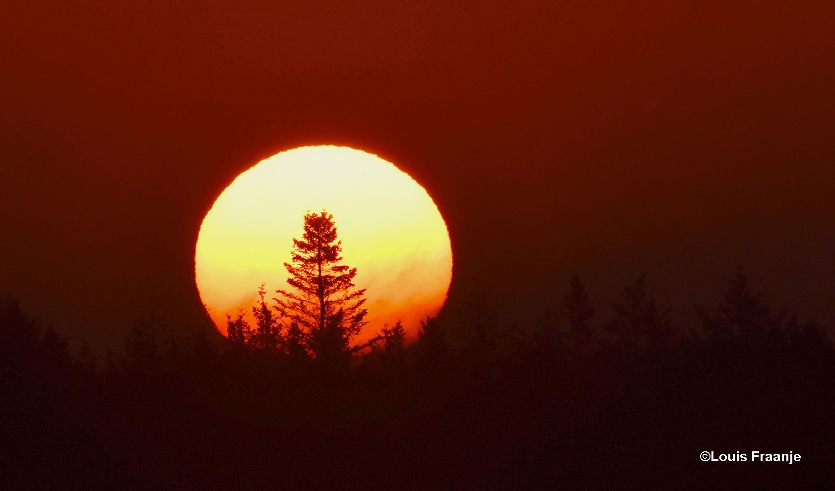 Zo steeg de zon - in al haar glorie - boven de horizon van de Veluwse bossen uit – Foto: ©Louis Fraanje