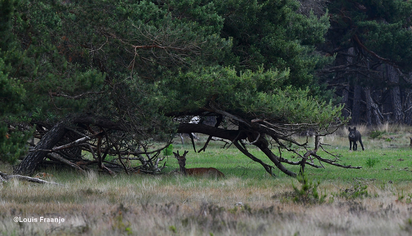 In de schaduw van een oude vliegden ontdekten wij een jong hert en een wild zwijn - Foto: ©Louis Fraanje