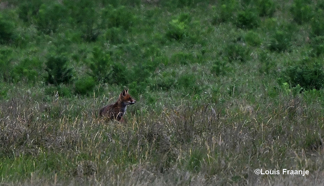 Ver weg in het veld ontdekten we een jonge vos - Foto: ©Louis Fraanje