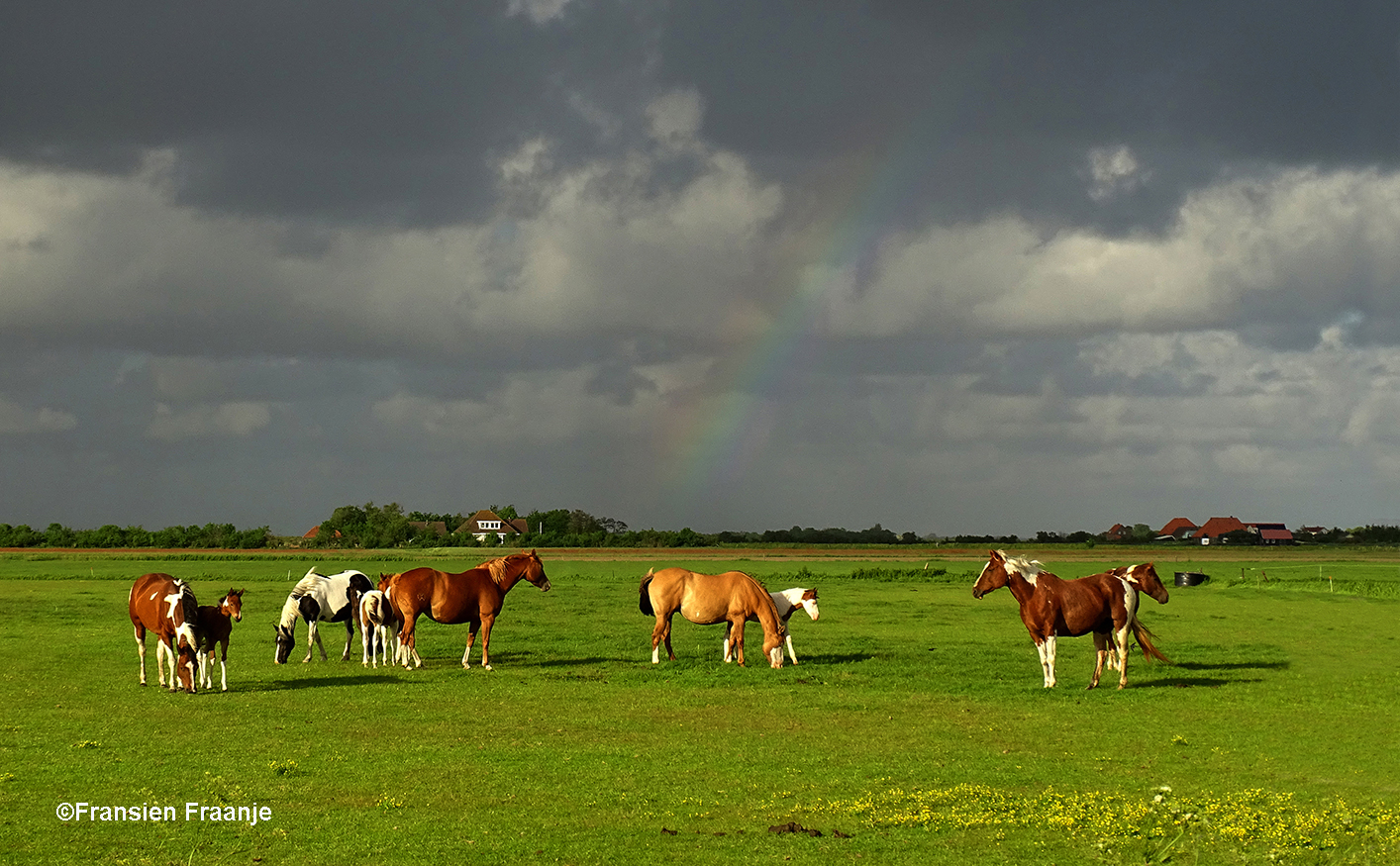 Een grote kudde paarden in de wei, met op de achtergrond een donkere wolkenlucht, waar af en toe een stukje van de regenboog verschijnt - Foto: ©Fransien Fraanje
