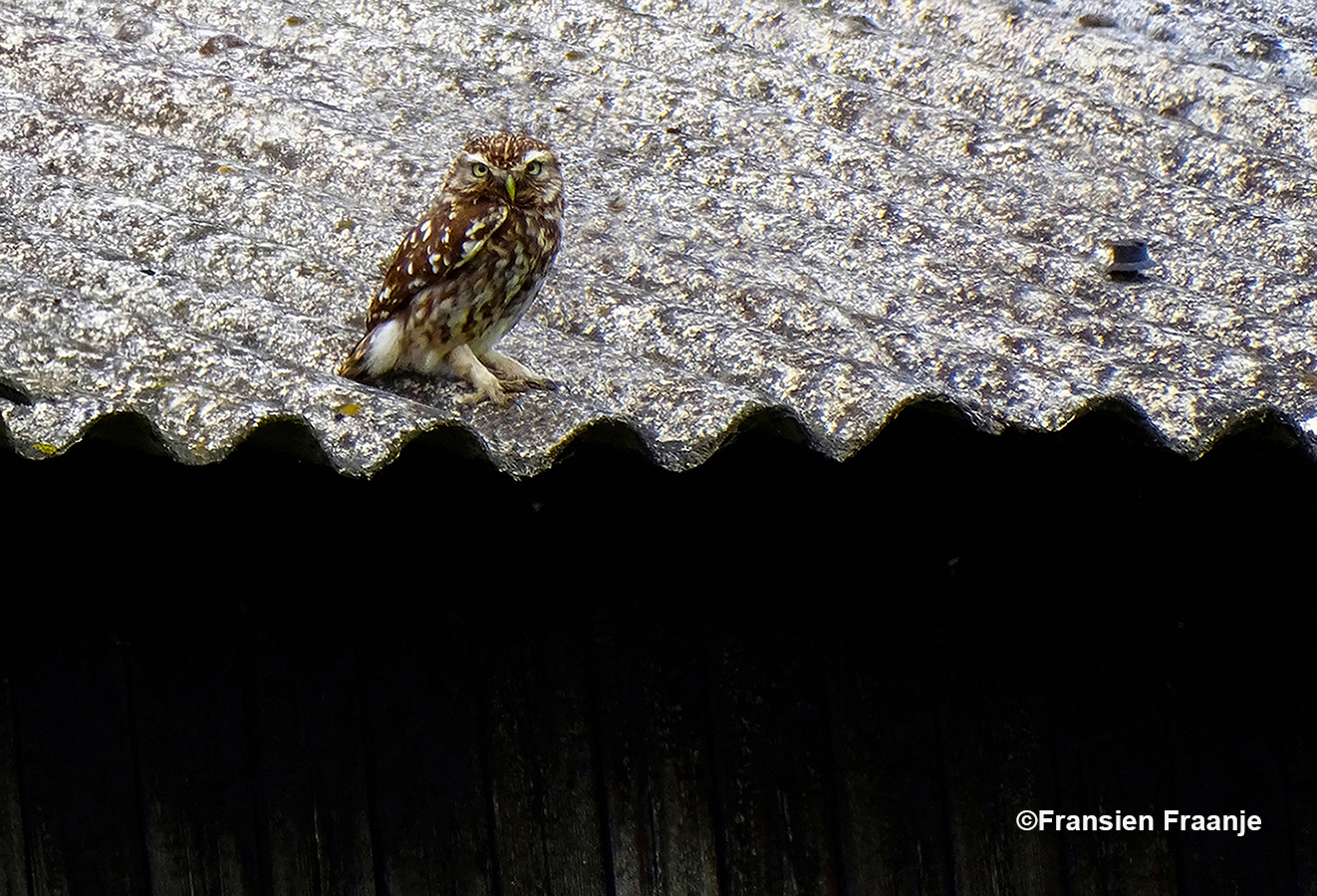 Steenuiltje heeft het wat hogerop gezocht en zat nu op het dak van de oude schuur - Foto: ©Fransien Fraanje