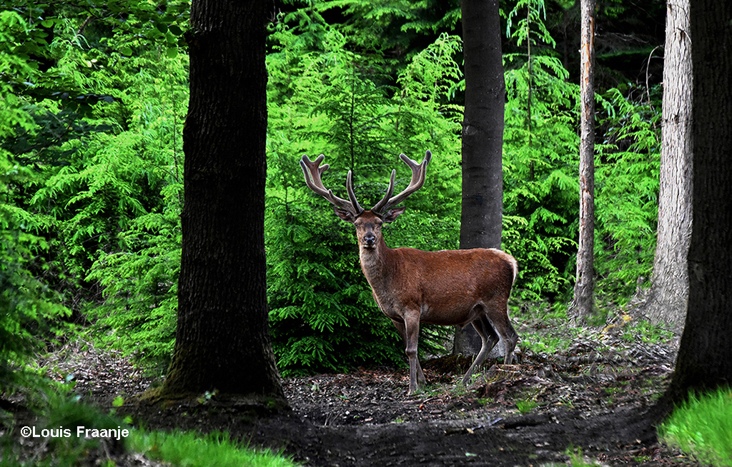 Edelhert op het bospad tussen het jonge frisse groen van de sparren - Foto: ©Louis Fraanje