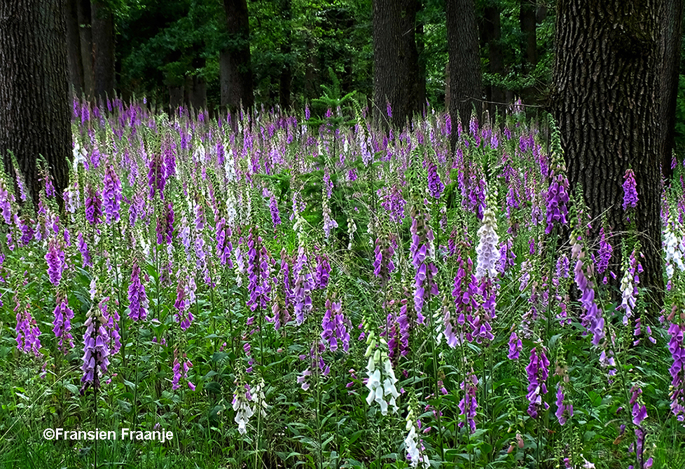 Een kleurrijke oase langs het bospad - Foto: ©Fransien Fraanje