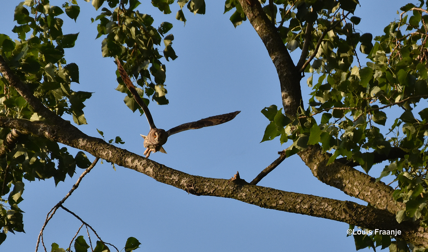 Oef... wat een imposante vogel als hij met uitgestrekte vleugels op je af komt - Foto: ©Louis Fraanje