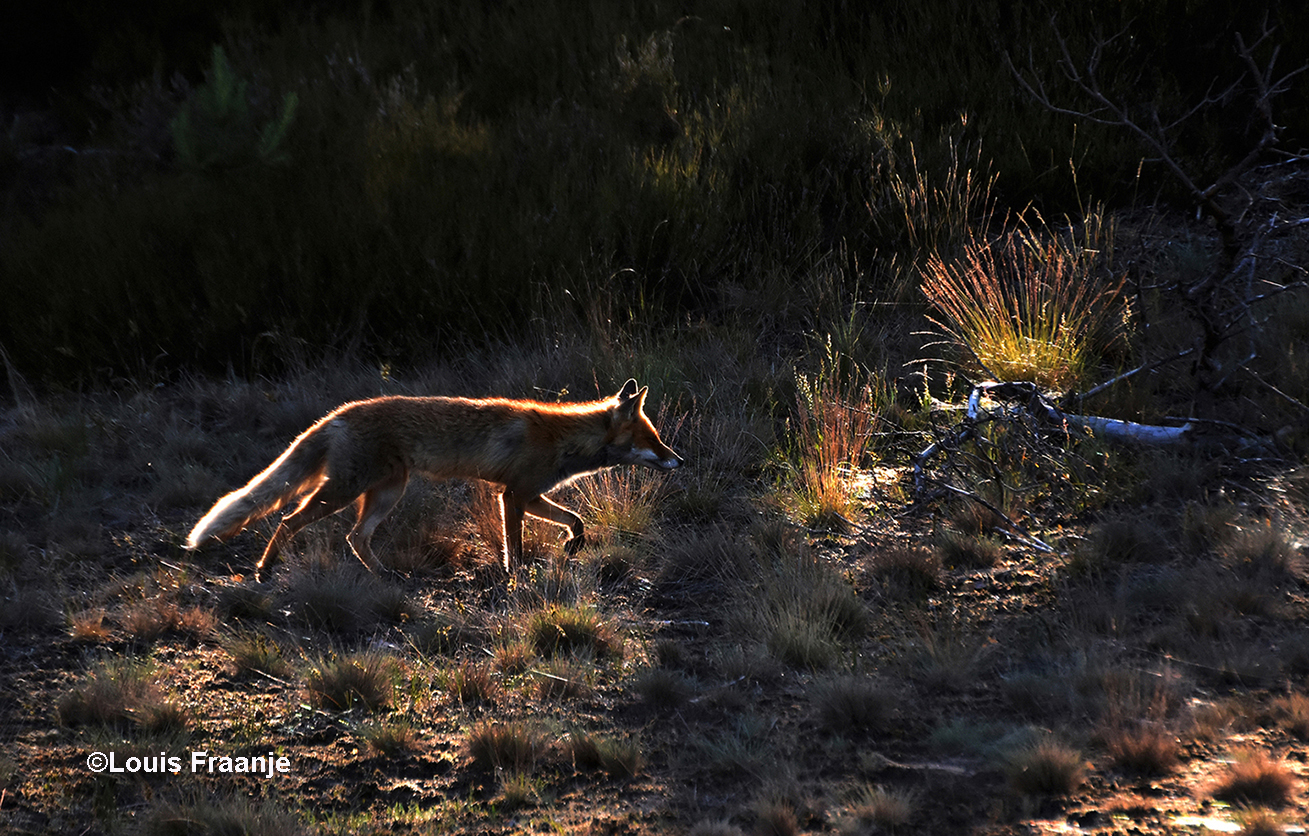 Lowieke de vos gaat er vandoor in het strijklicht van de avondzon - Foto: ©Louis Fraanje
